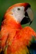 the parrot