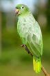 the parrot