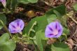 Purple Flowers