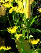 Contrasty abstract of inula