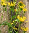 tall yellow flowers