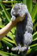 the grey rabbit in hands