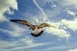 Gull Flying