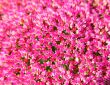 Pink Flower