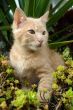 the kitten