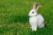 white rabbit on the grass