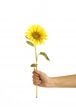Hand holding sunflower