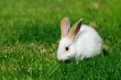 white rabbit on the grass