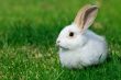 white rabbit on the grass