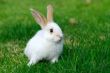 white rabbit on the grass