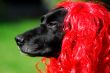 the red hair labrador