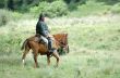 the latin horseman