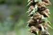 the exotic ecuadorian mountain flower