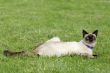 the siamese cat