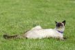 the siamese cat