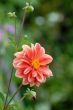 the dahlia in the garden