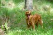 the golden retriever