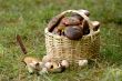 the basket with a mushrooms