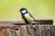 Titmouse on stump