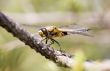 Dragonfly on a pine branch