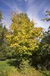 Collection of autumn leaves in tree nurseries 2