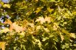 Collection of autumn leaves in tree nurseries 3