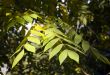 Collection of autumn leaves in tree nurseries 4