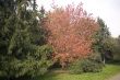 Collection of autumn leaves in tree nurseries 7