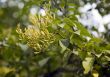 Collection of autumn leaves in tree nurseries 8