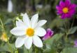 Collection of flowers in autumn tree nurseries 2