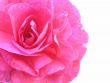 pink beauty on white