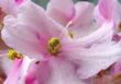 purple inflorescence