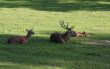 deer family