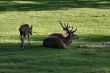 deer family