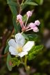 Flowering of cloudberries