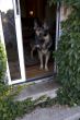 German Shepherd at the door