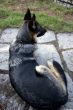 German Shepherd lying down