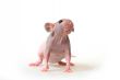 Naked rat