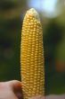 good harvest this year