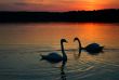 loving couple