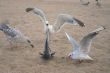 mad seagull