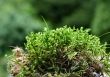 moss details