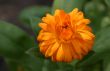orange beauty