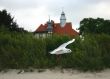 seagull in flight