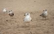 seagulls diversity