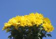 yellow bright flowers against the sky