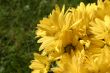 yellow bright flowers details