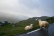 Sheeps on a road high in mountain in Norway