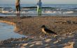 bird on the beach