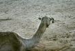 part of camel